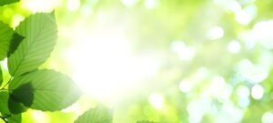 木漏れ日に透ける緑の葉